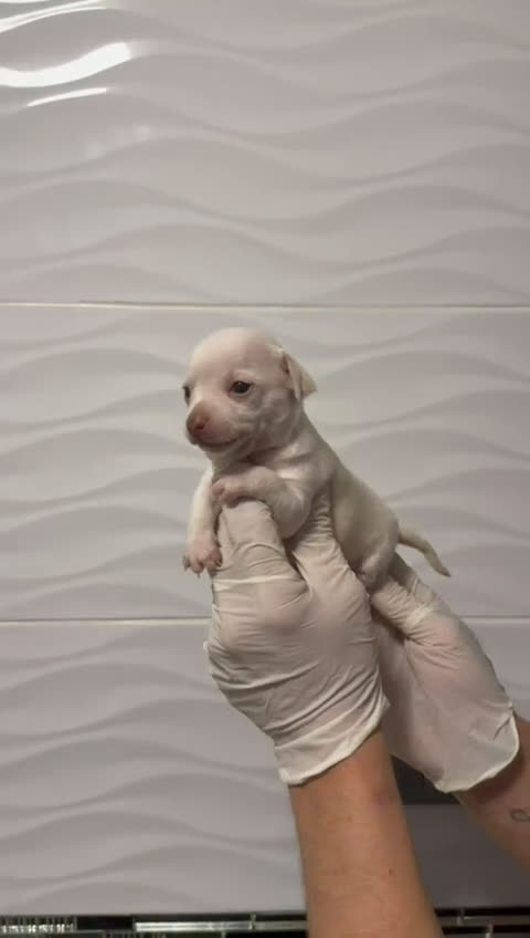 Chihuahua perros en venta: Chihuahua Mini  - Video 2