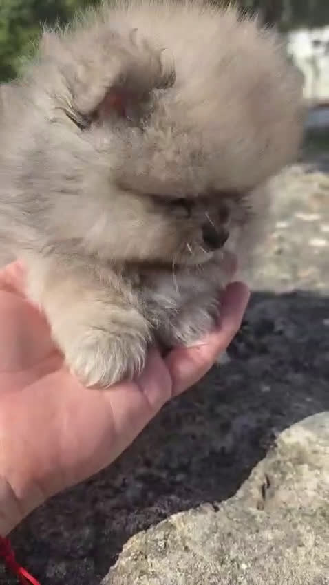 Pomerania perros en venta: POMERANIA CARITA DE OSO - Video 2