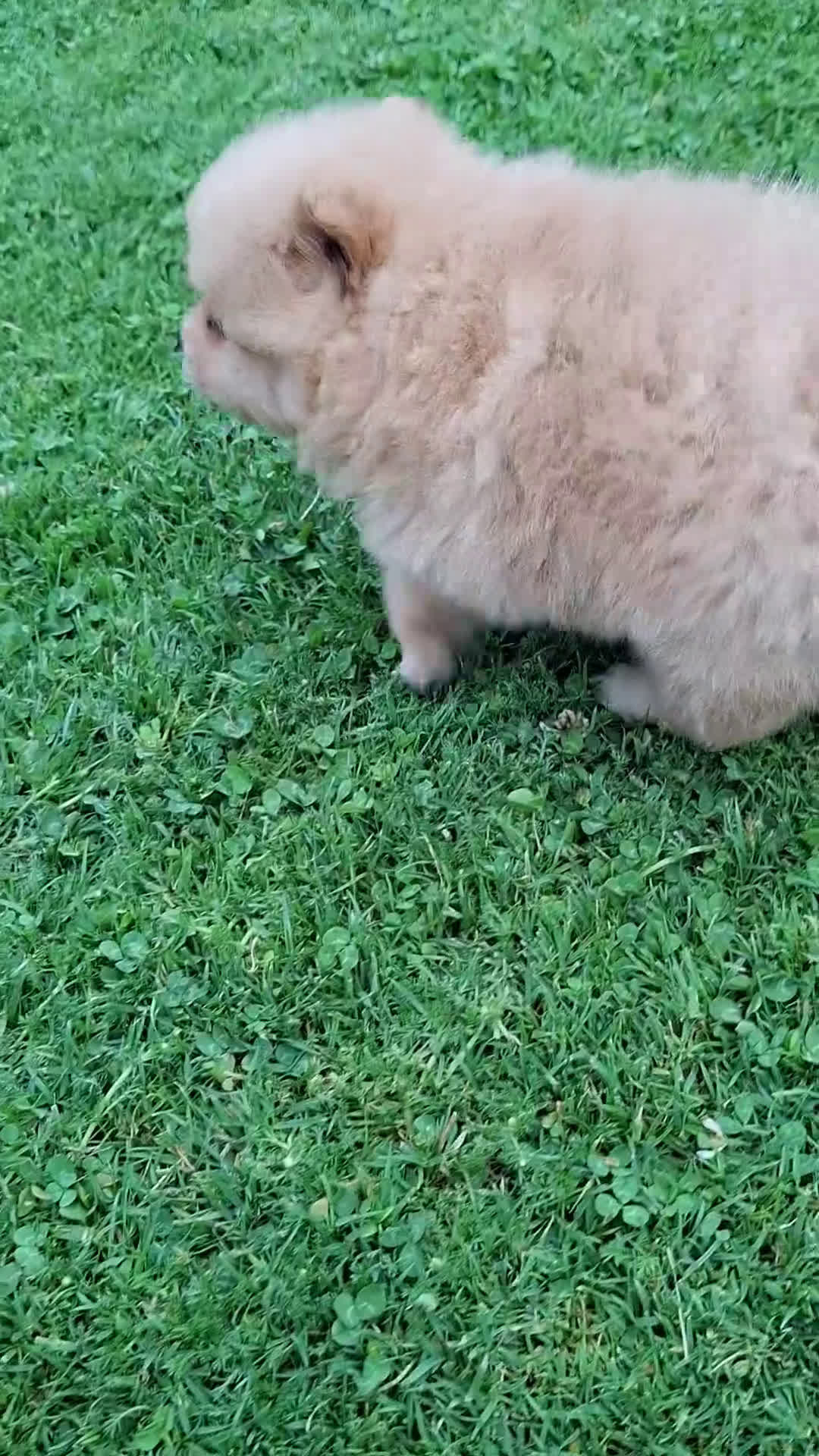 Pomerania perros en venta: Pomerania cachorros - Video 2