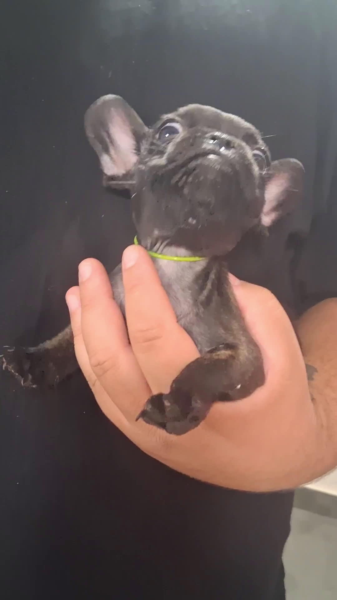Bulldog Francés perros en venta: 🌟ECONOMICO🌟ÚLTIMO MACHITO🌟 - Video 3