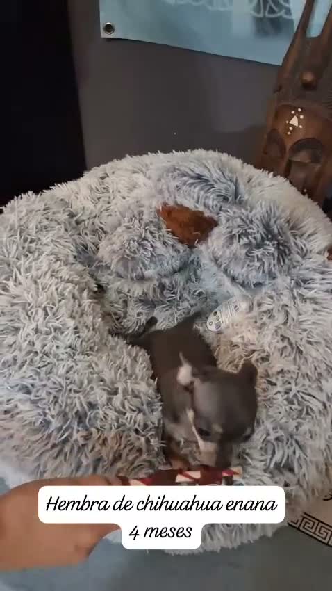 Chihuahua perros en venta: Chihuahua 1,300g se entregará en unos días  - Video 1