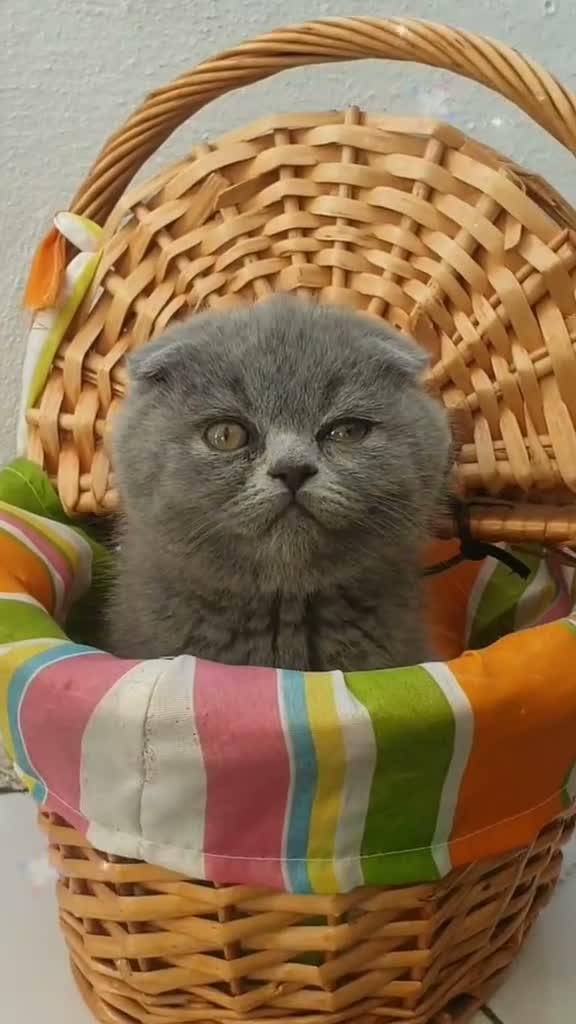 Británico de Pelo Corto gatos en venta: GATOS BRITANICO PELO CORTO  (SCOTTISH FOLD) - Video 2