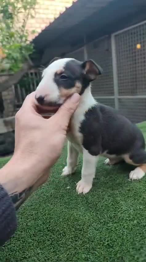 Bull Terrier perros en venta: Disponible bullterier de calidad  - Video 2