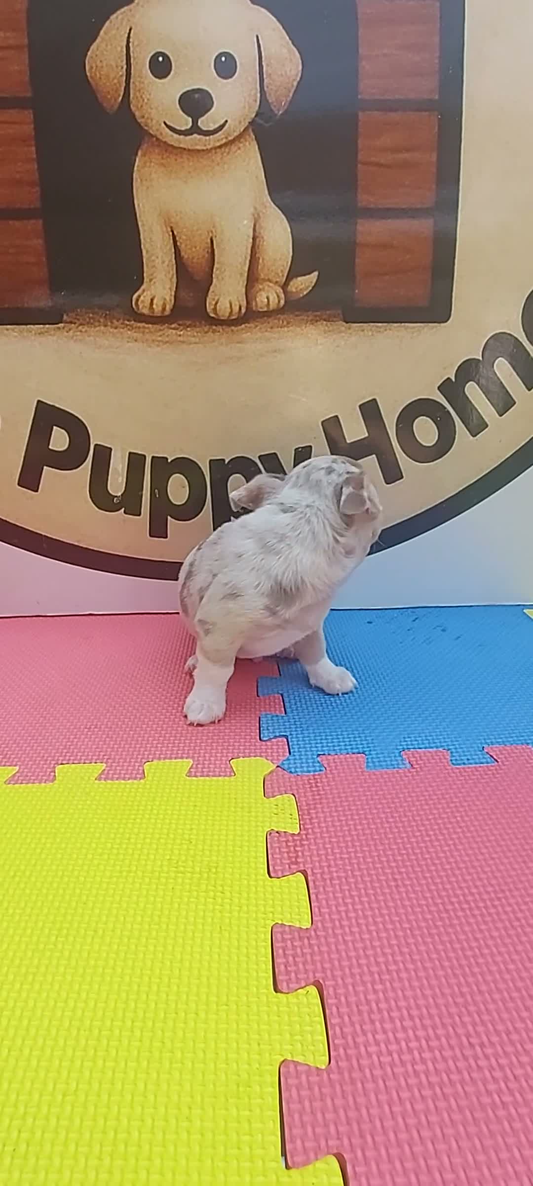Chihuahua perros en venta: Chihuahua - Video 1