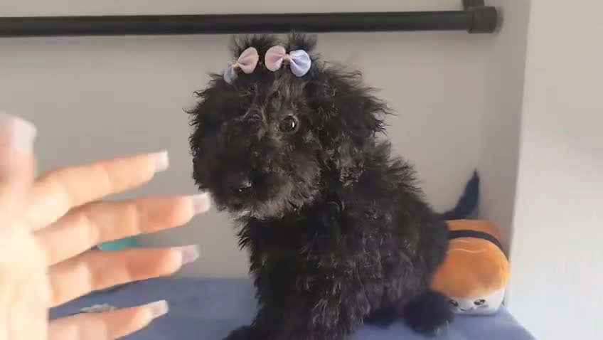 Perro de Agua Español perros en venta: Perro de agua  - Video 1