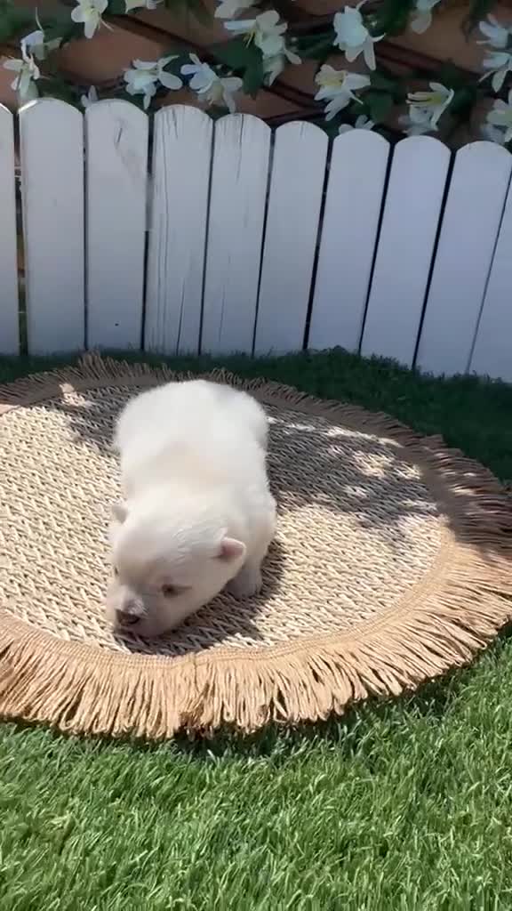 Pomerania perros en venta: POMERANIA 💙 - Video 1