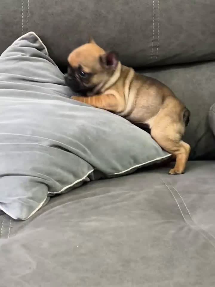 Bulldog Francés perros en venta: Cachorra bulldog francés  - Video 1