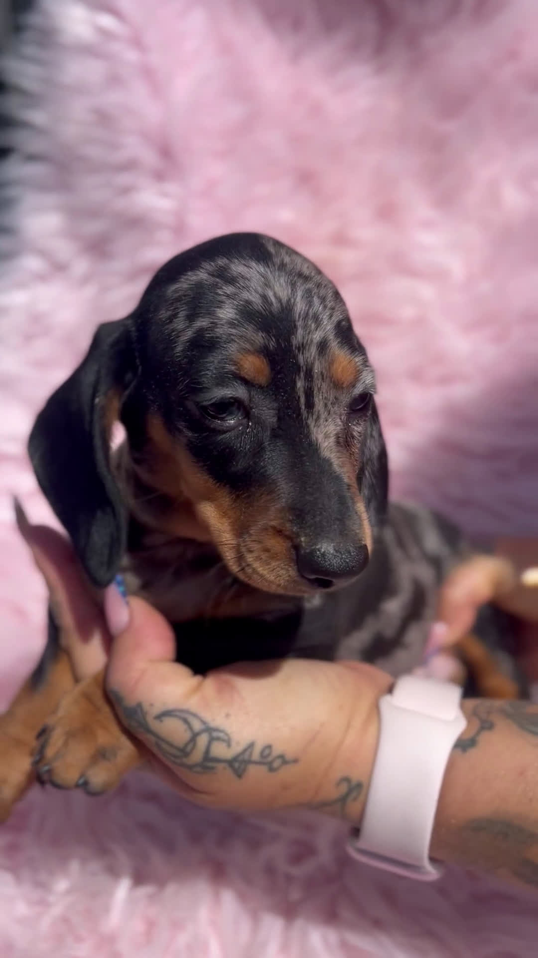 Teckel Miniatura perros en venta: TECKEL arlequín  - Video 1