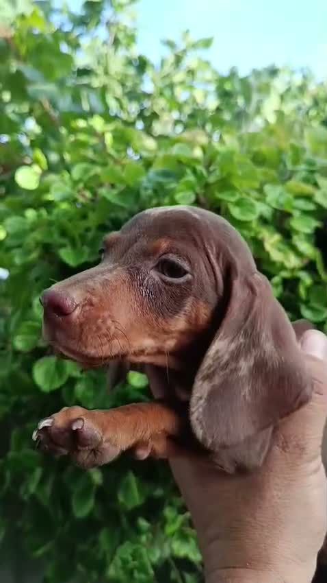 Teckel Miniatura perros en venta: Teckel miniatura  - Video 2
