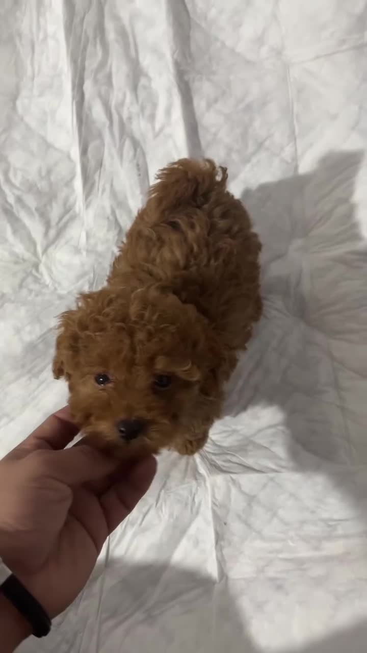 Caniche Toy perros en venta: CAMADAS CANICHES MUCHA CALIDAD  - Video 1