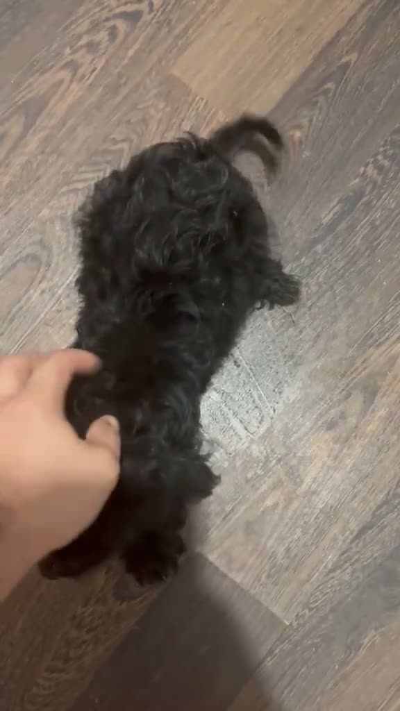 Cockapoo perros en venta: COCKAPOO HEMBRAS - Video 2