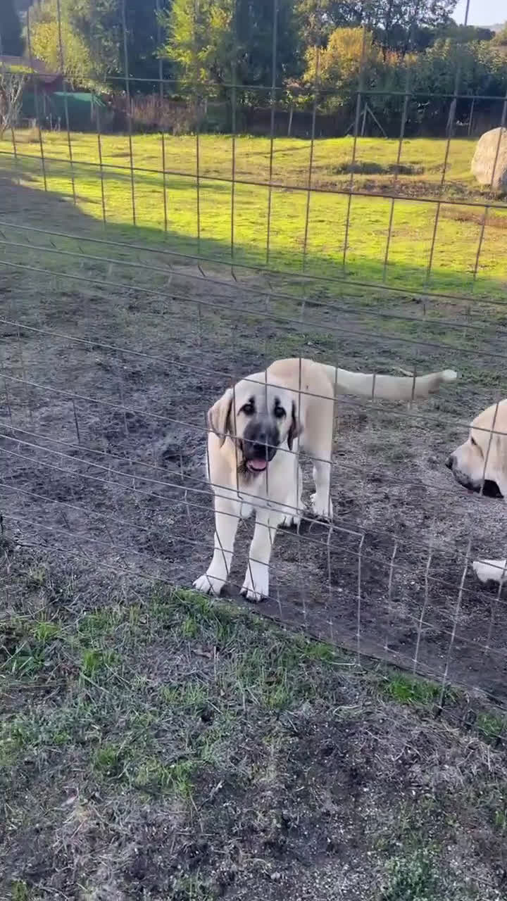 Mastín Español perros en venta: Cachorra de mastín español  - Video 2