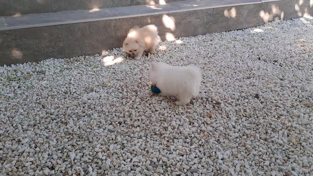 Pomerania perros en venta: Lulu de Pomerania  - Video 4