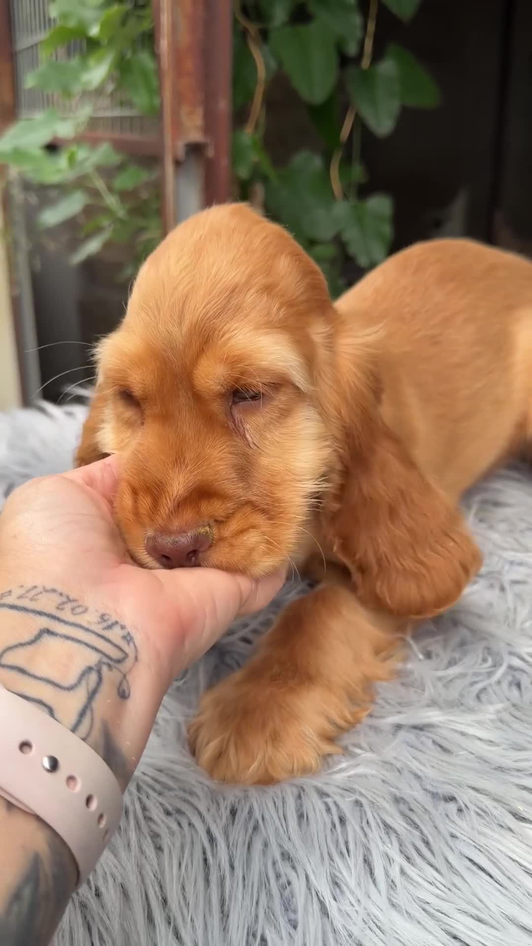 Cocker Spaniel Inglés perros en venta: Cocker inglés de gran calidad  - Video 1