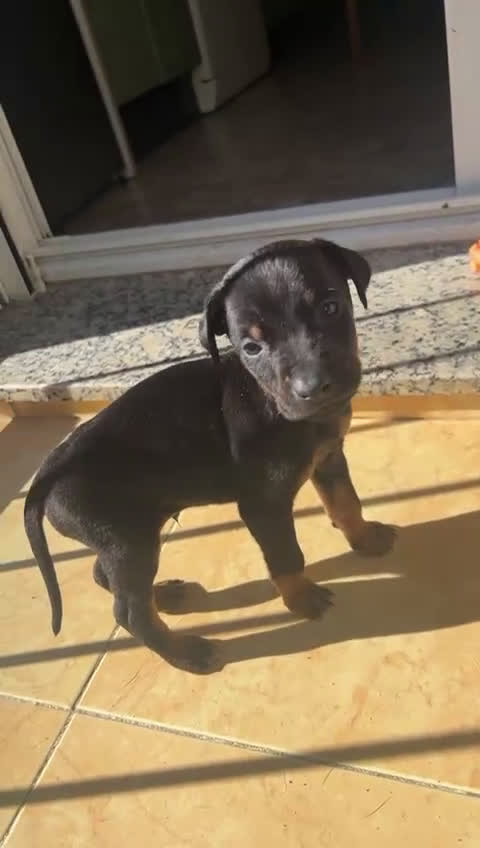 Dobermann perros en venta: Doberman linia americana  - Video 1