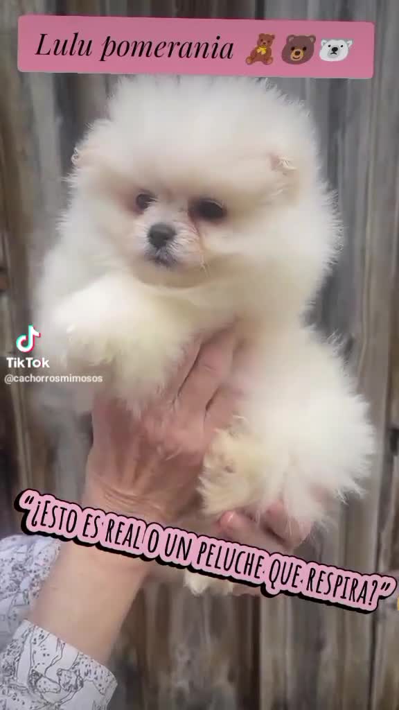 Pomerania perros en venta: Pomerania crema toy - Video 2