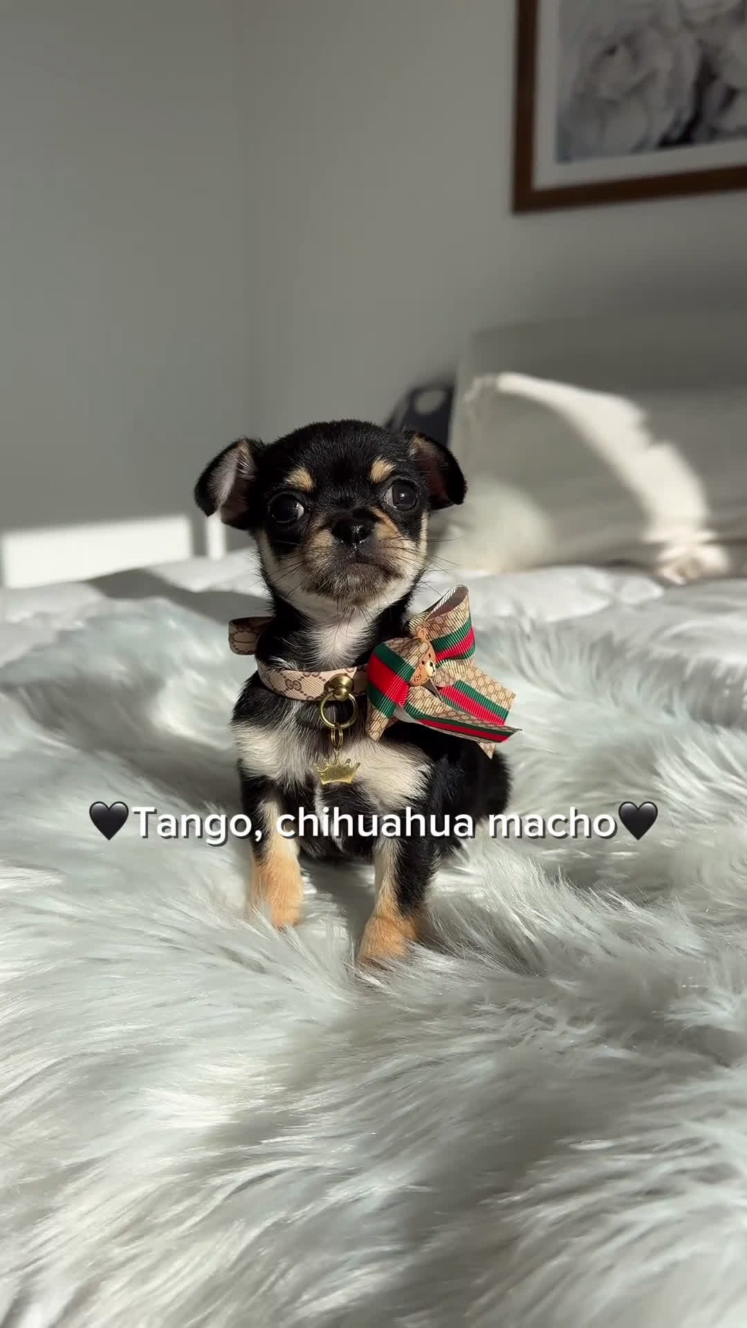 Chihuahua perros en venta: Chihuahua macho - Video 1