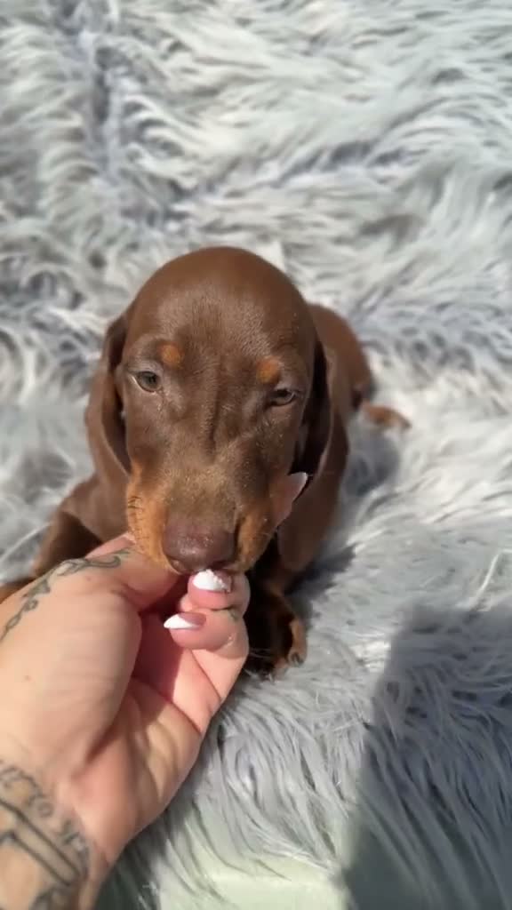 Teckel Miniatura perros en venta: Teckel chocolate - Video 1