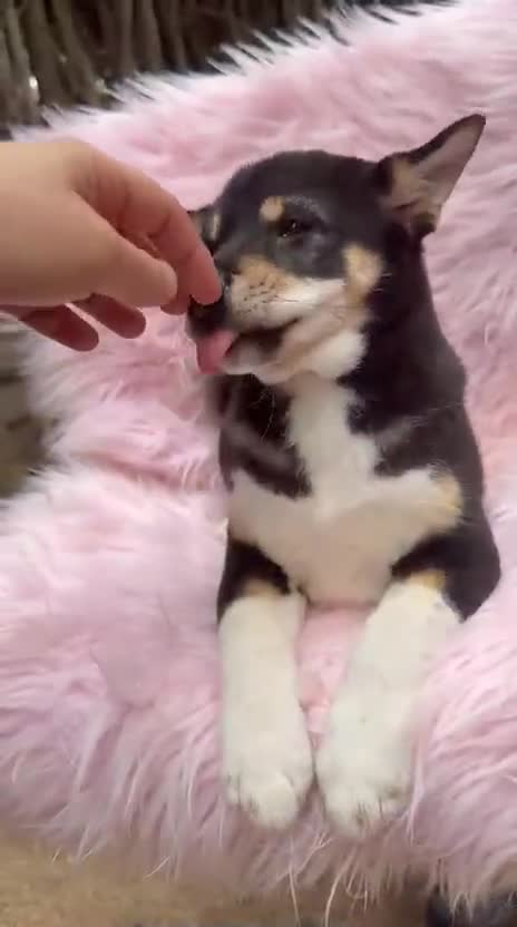 Shiba Inu perros en venta: Shiba Inu rojo y tricolor  - Video 1