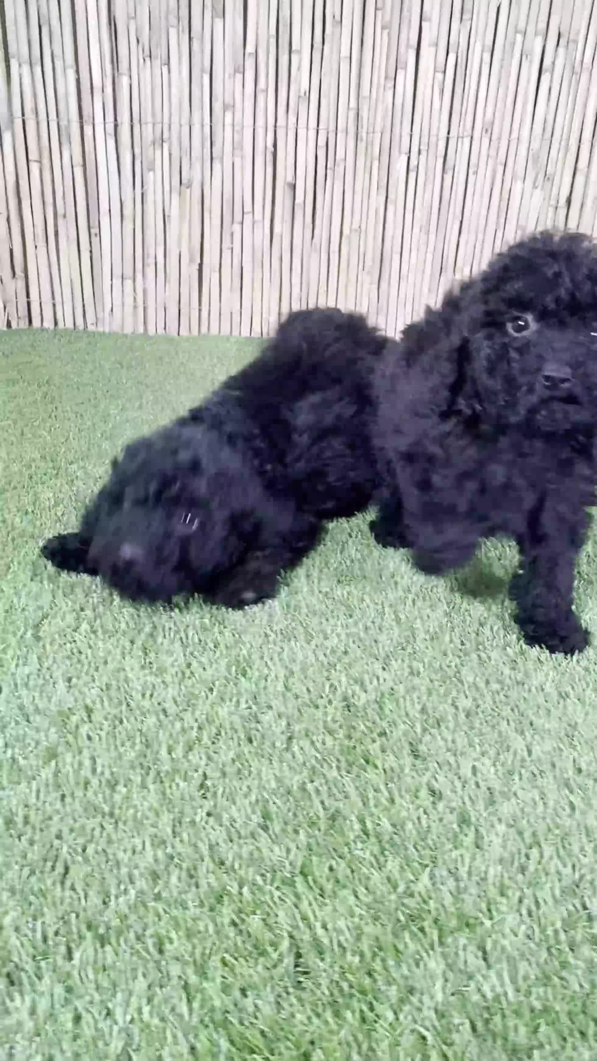 Caniche Toy perros en venta: CANICHE TOY - Video 1