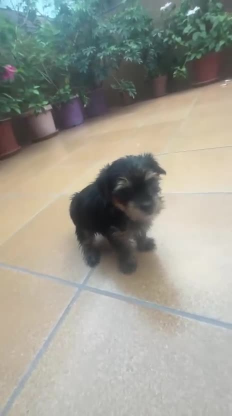 Yorkshire Terrier perros en venta: Yorkshire Terrier de Calidad  - Video 1
