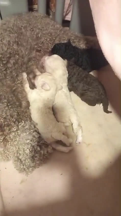 Perro de Agua Español perros en venta: Machito claro PDA - Video 1