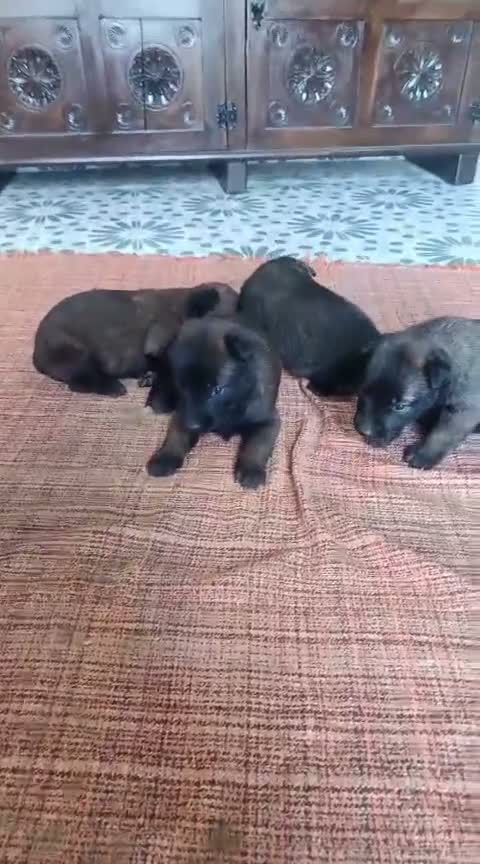 Pastor Belga Malinois perros en venta: Camada pastor belga malinois - Video 1