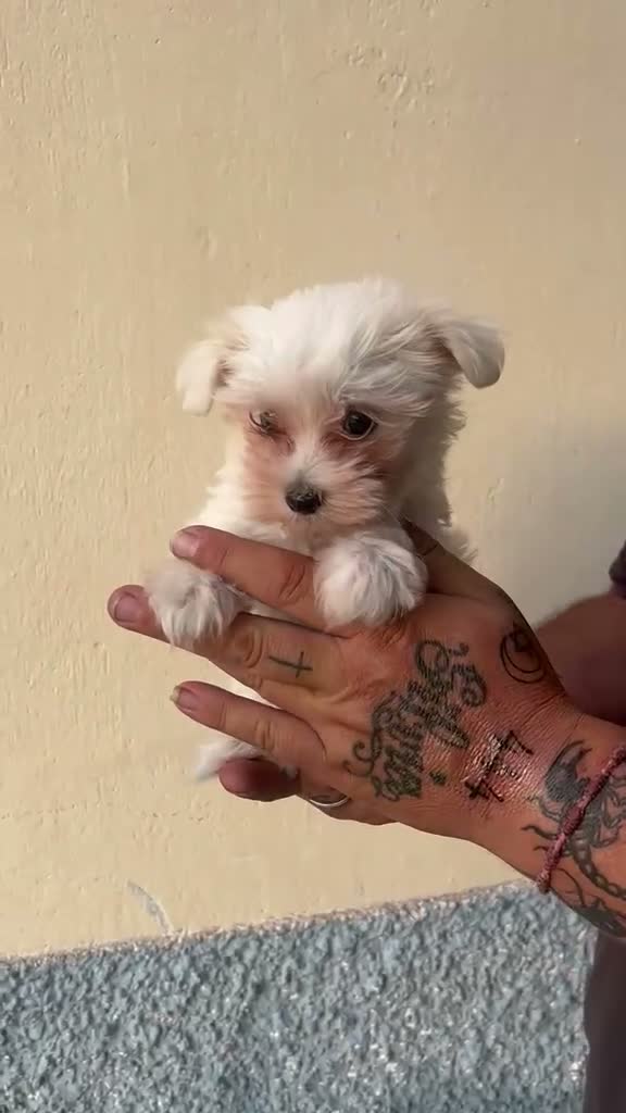 Bichón Maltés perros en venta: Bichon maltés línea americana macho - Video 1