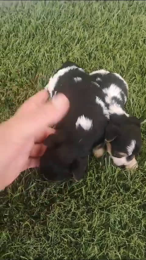 Biewer Yorkshire Terrier a la Pom Pon perros en venta: Camada Yorkshire Biewer - AQUANATURA en Barcelona - Video 2