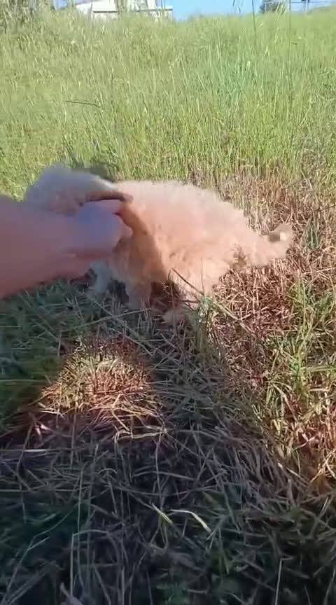 Caniche Enano perros en venta: Preciosa camada de Caniche enanos en Granada - Video 2