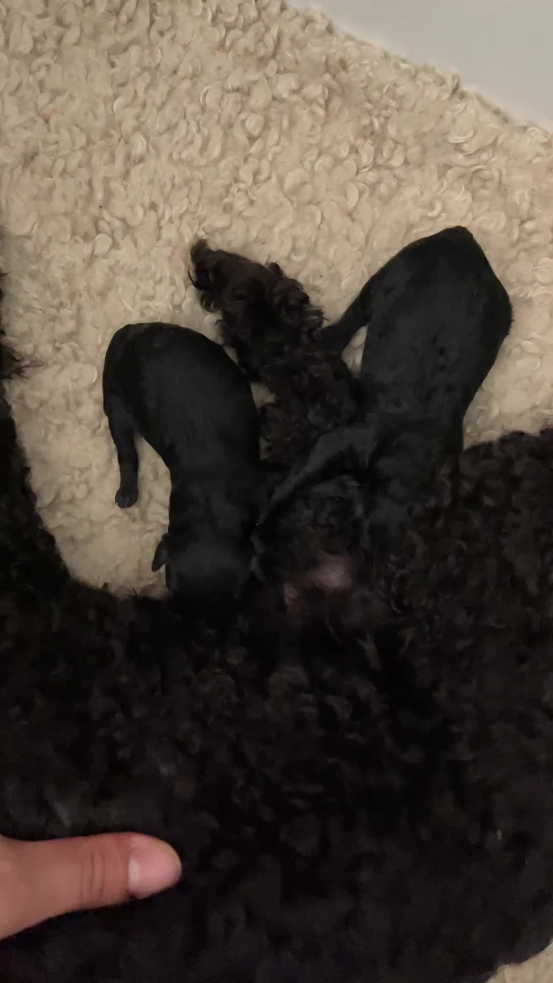Caniche Toy perros en venta: Caniches toy machos negros - Video 1