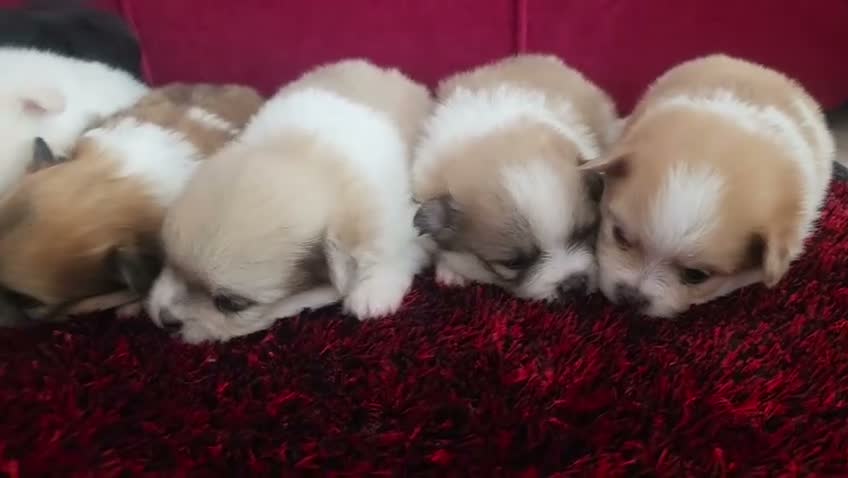 Pomerania perros en venta: Pomerania - Video 3