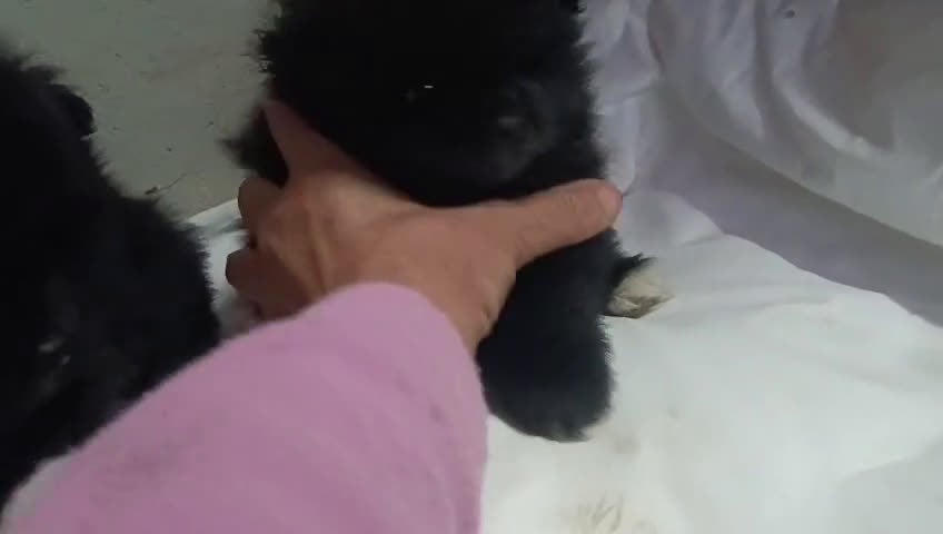 Pomerania perros en venta: POMERANIAS MACHITOS  - Video 1