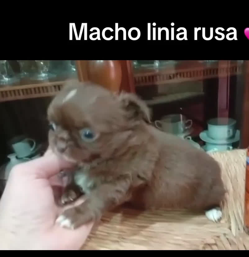 Chihuahua perros en venta: Chihuhua macho línea rusa - Video 1
