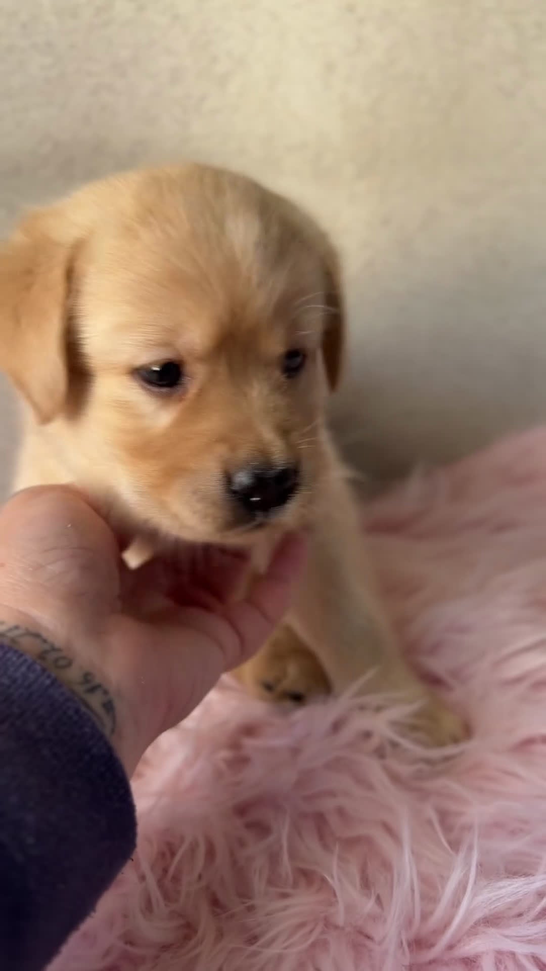 Labrador Retriever perros en venta: Labradora dorada  - Video 2