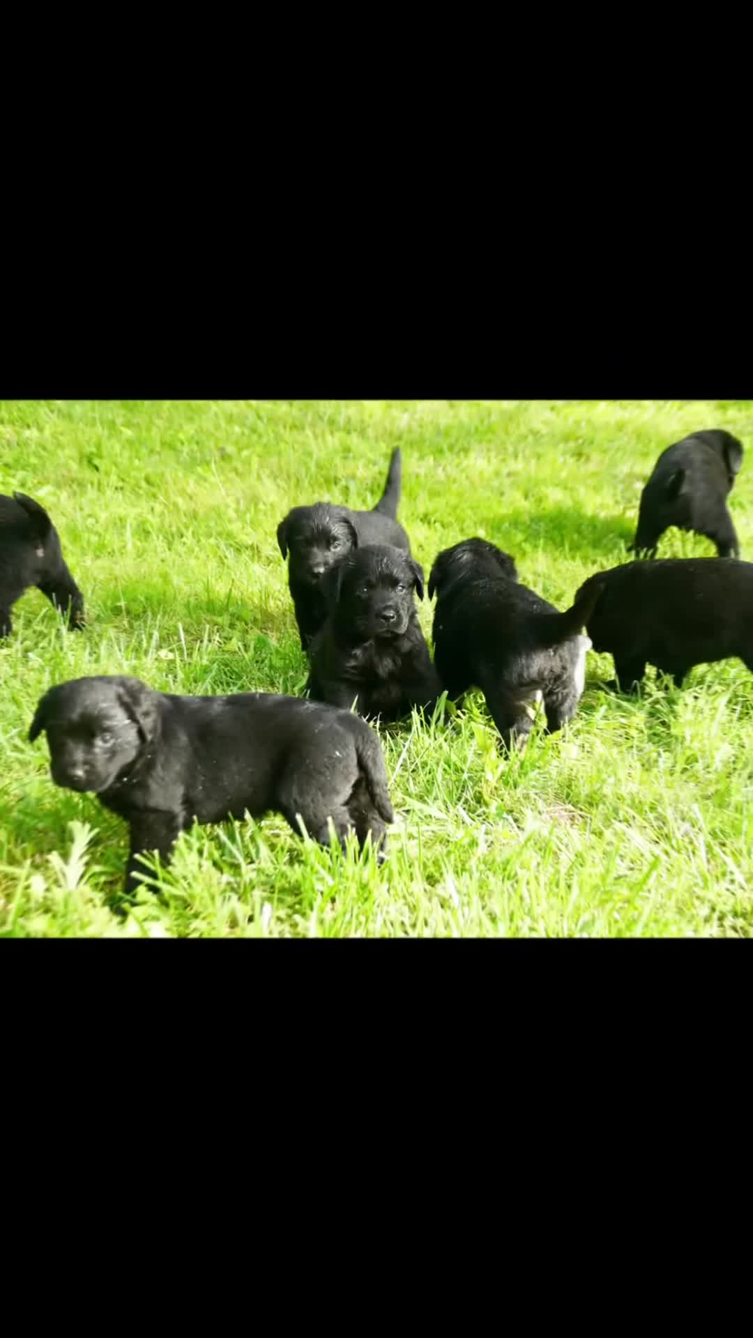 Labrador Retriever perros en venta: Cachorros de Labrador Retriever Negros - Video 2