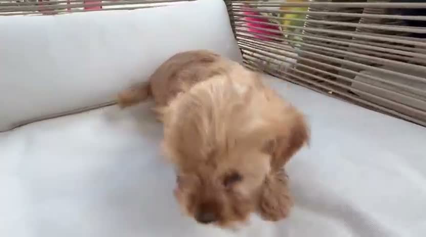 Cavapoo perros en venta: Cavapoo  - Video 1