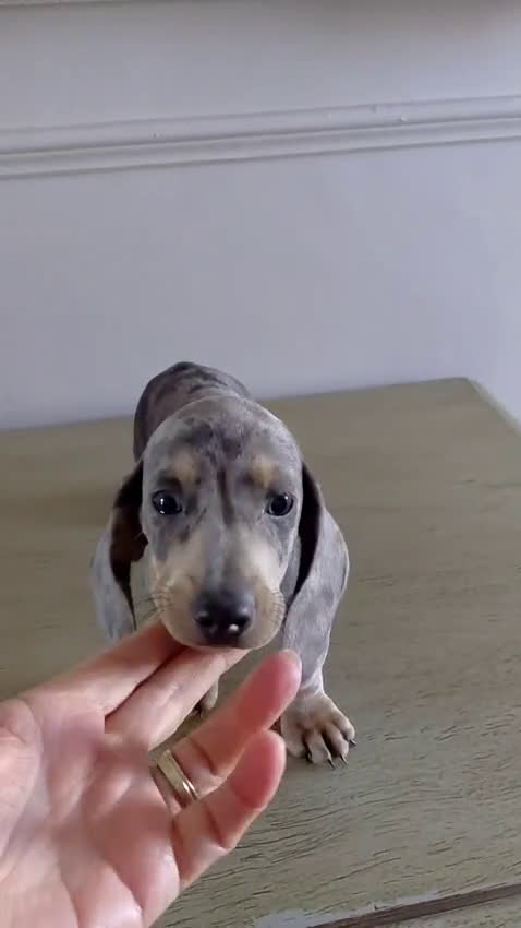 Teckel Miniatura perros en venta: Teckel kanichen varias camadas  - Video 2