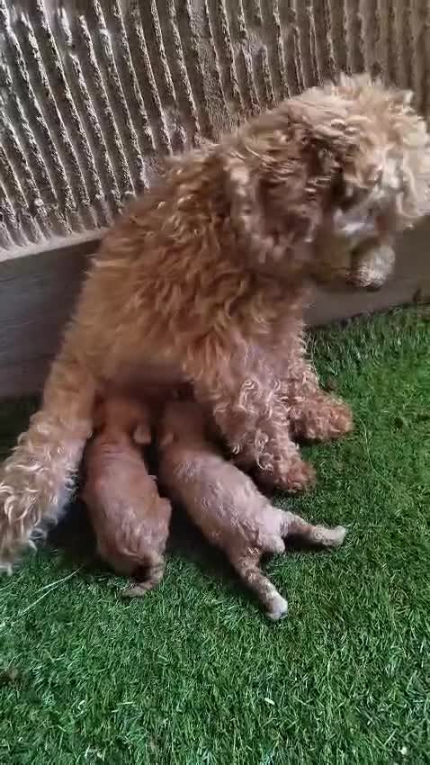 Caniche Toy perros en venta: Última Caniche Toy Apricot disponible - Video 2