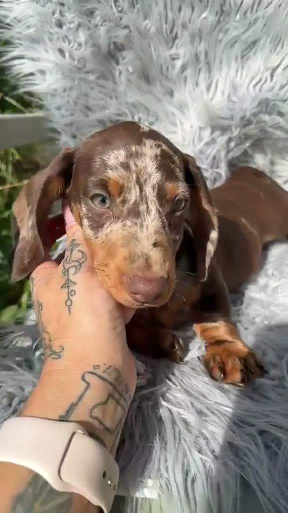 Teckel Miniatura perros en venta: Teckel arlequin chocolate  - Video 1