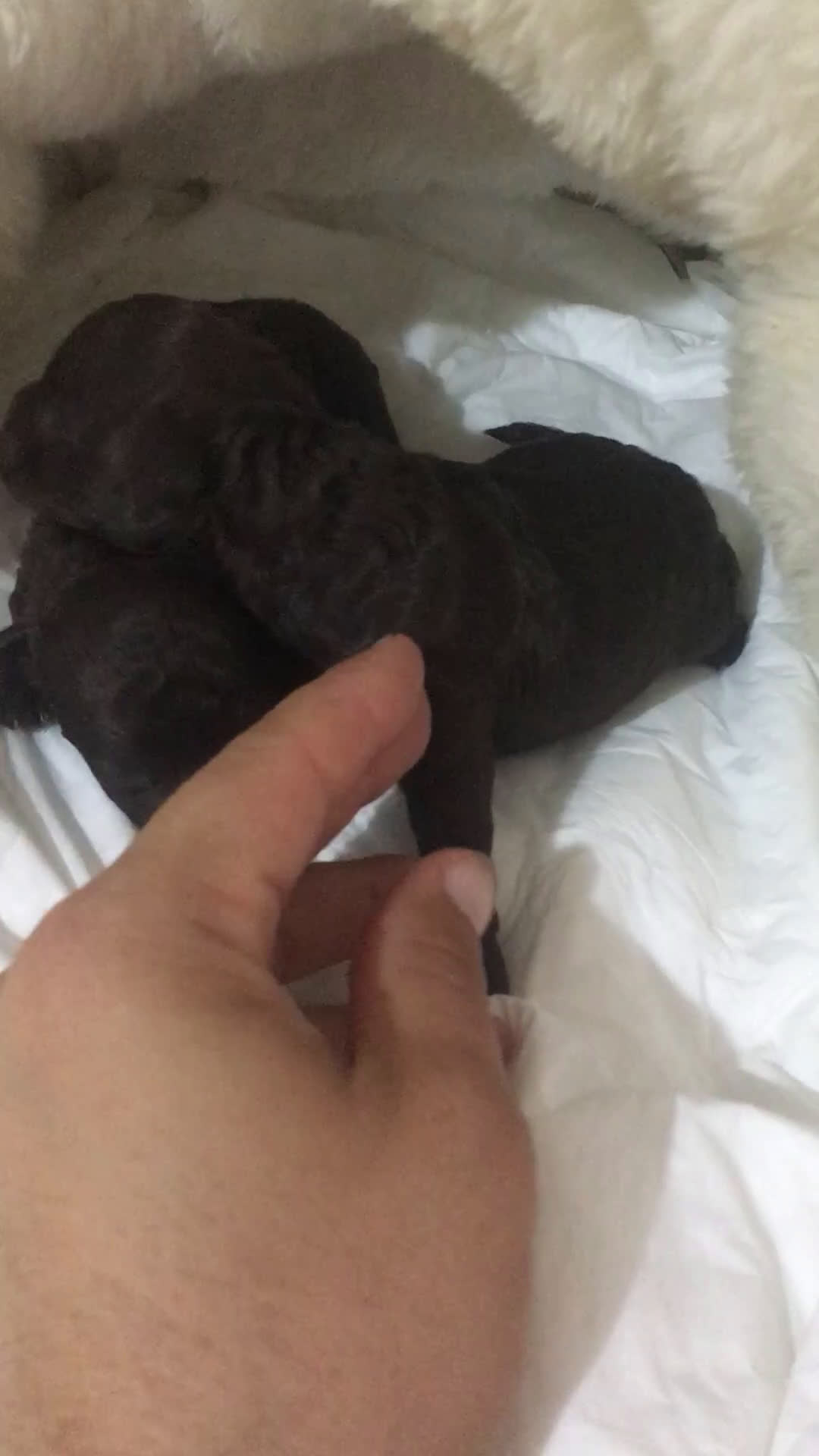 Caniche Toy perros en venta: CANICHES CHOCOLATES TOYS - Video 1
