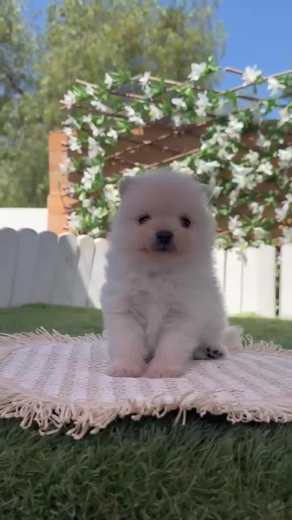 Pomerania perros en venta: POMERANIA - Video 3