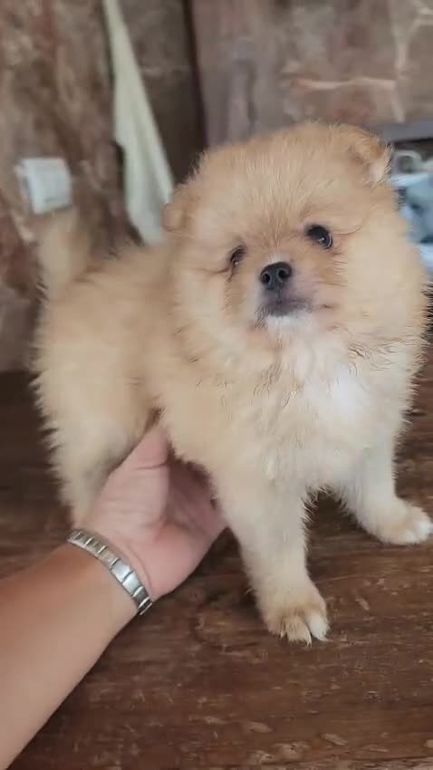 Pomerania perros en venta: Pomerania precio real - Video 1