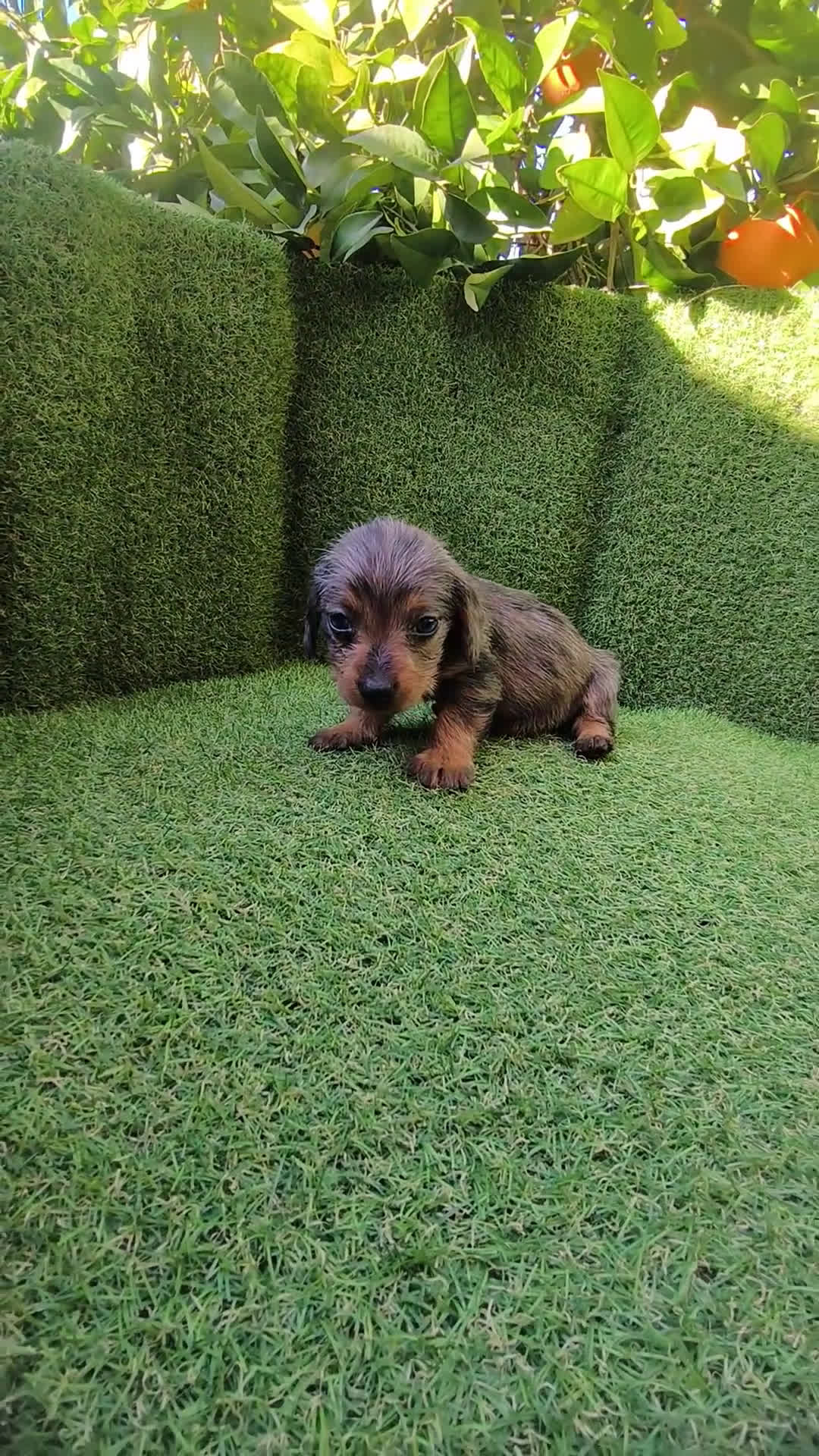 Teckel Miniatura perros en venta: camada teckel miniatura  - Video 5