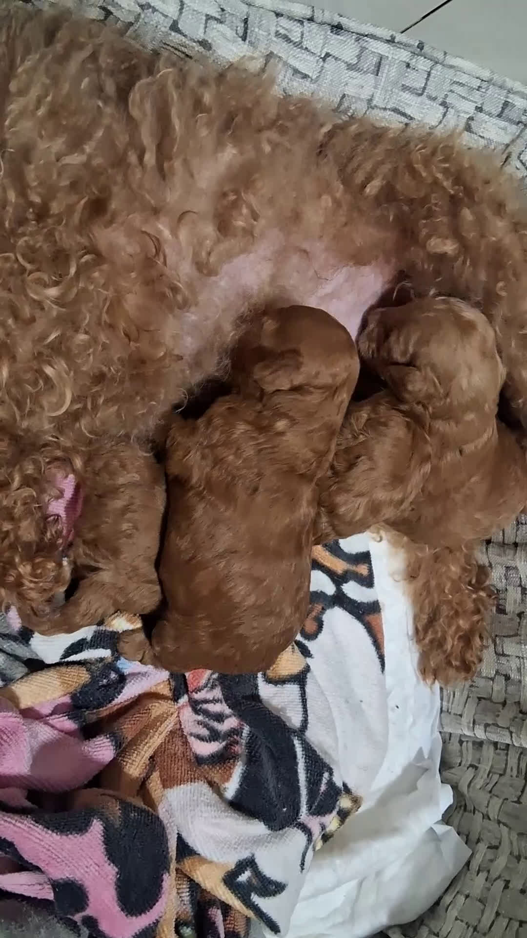 Caniche Toy perros en venta: Cachorros caniche toy rojos - Video 1