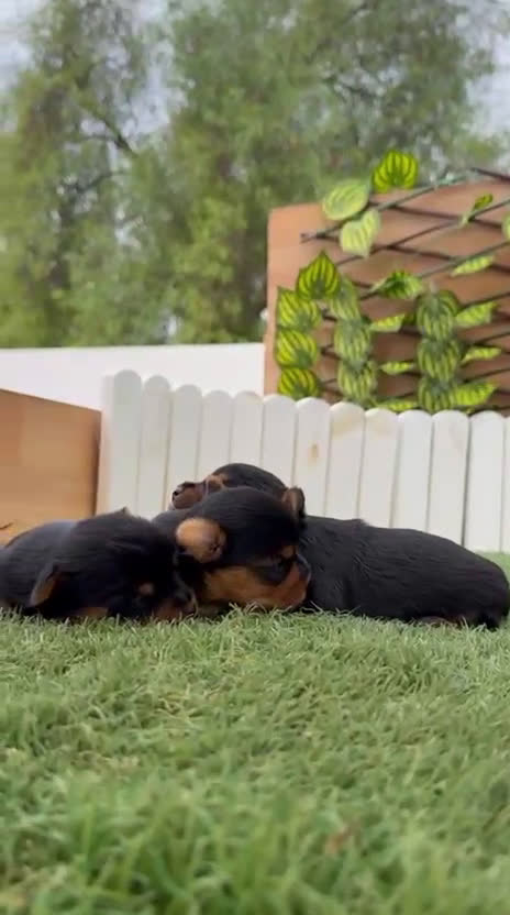 Yorkshire Terrier perros en venta: YORKSHIRE TERRIER MACHOS - Video 2