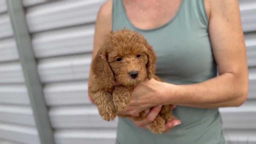 Raza Mixta perros en venta: Caniches enanos - Video 2
