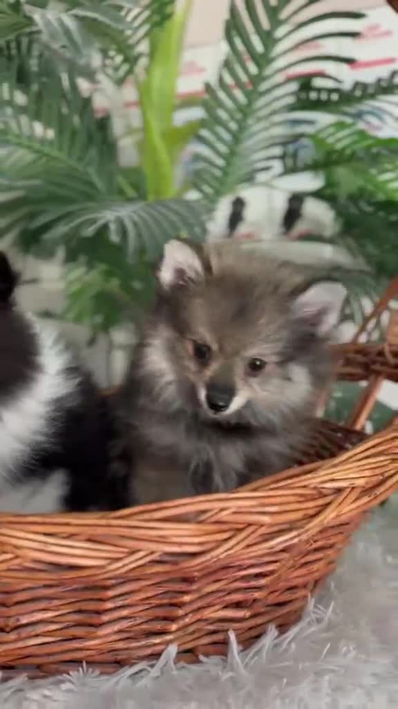 Pomerania perros en venta: POMERANIA  - Video 1