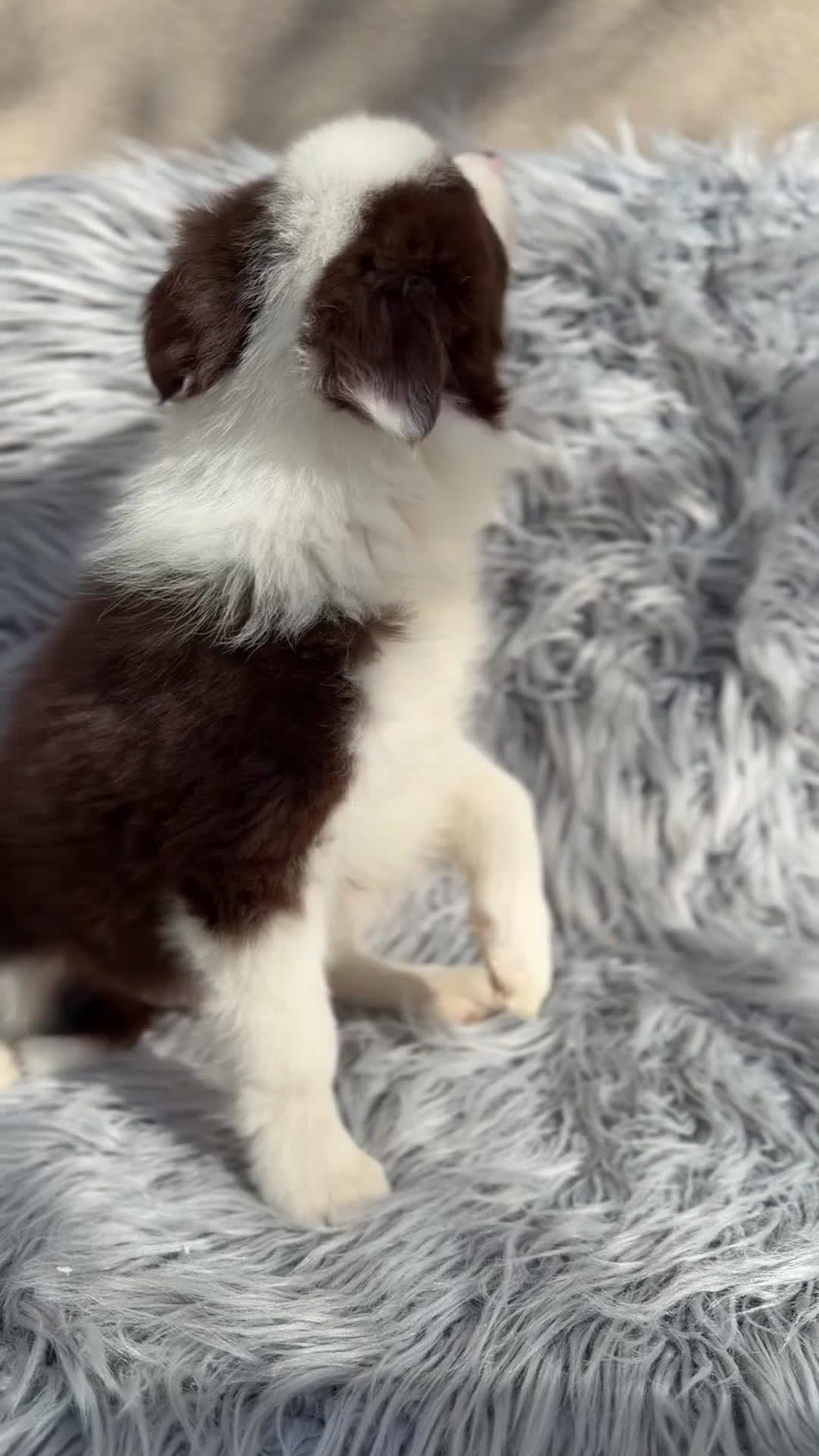 Border Collie perros en venta: Border collie chocolate  - Video 1
