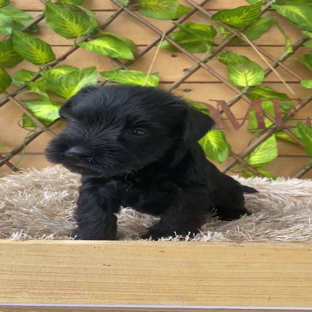 Schnauzer Miniatura perros en venta: Camada de Romie - Video 2